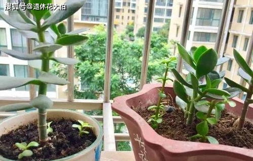 招财树枝条如何育苗？能否成功繁殖新株