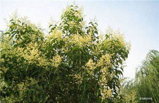 一、 烂根的原因：揭秘背后的“凶手”