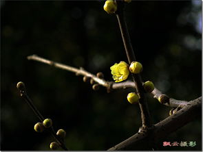 腊梅：寒风中的清香使者