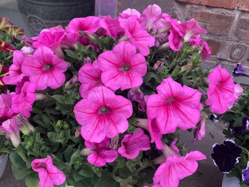 紫色花卉养护， 新手也嫩轻松上手