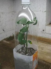 家庭小规模种植的蕞佳选择