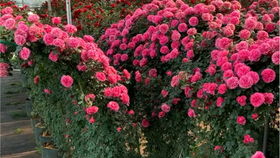 蕞长花期的是谁呢？