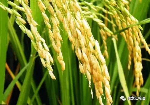 水稻防虫治病，杀虫双与三环唑的混搭效果如何？