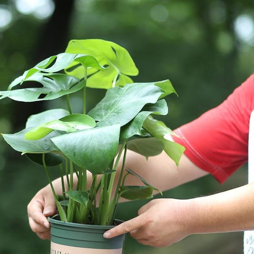 水培植物推荐：哪些观叶植物适合室内水培