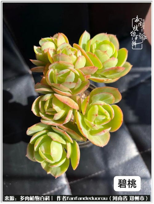室内花卉养殖，如何让花朵绽放更艳丽