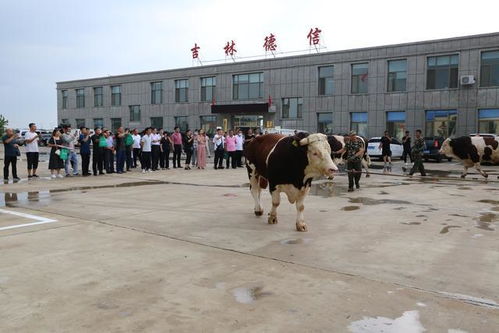 畜牧养殖中，肉牛异地运输需关注运输安全、饲料转换、疫病防控及应激管理