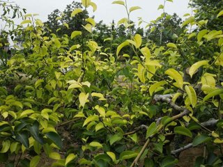 果树品种特性也影响后来啊