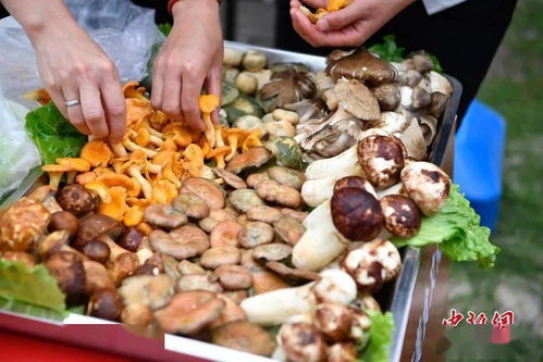 揭秘！野生菌界的美食宝藏：可食用的野生菌大公开！