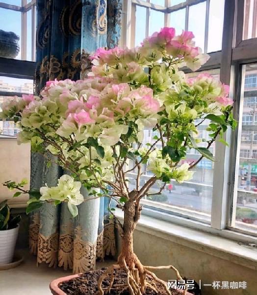 腐叶土+粗沙+骨粉， 核桃壳垫底，生锈铁钉防黄叶