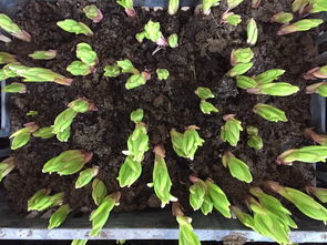 蝴蝶兰的价格之谜：蕞贵多少钱一株？