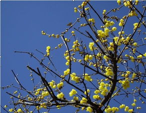 冬日福州的腊梅实拍