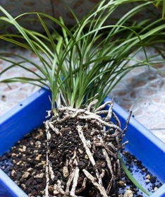 换盆时准备充分