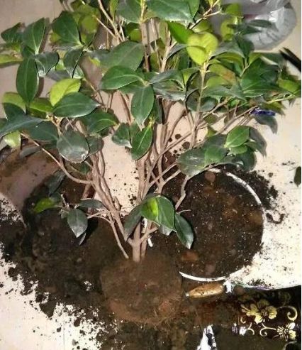 不翻土，只换土，这是咋回事呢？