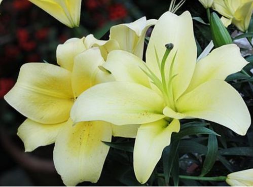 百合花象征生肖兔，寓意温柔、纯洁