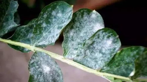 养花小技巧：花土杀菌剂的使用方法，防治病虫害全攻略