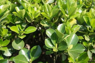 冬青的品种：落叶还是常绿？