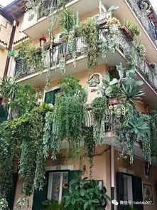 如何布置阳台花卉