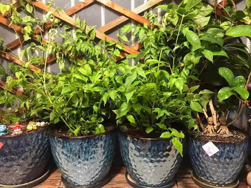 丹麦品氏泥炭土介绍