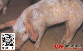 猪疥螨病治疗三个步骤不Neng错，如何正确操作？