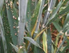 麦子上的小虫子，咋个杀嘛？