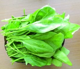 秋季的尾巴：菠菜与萝卜