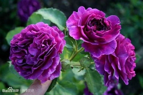 5. 玛姬婶婶月季