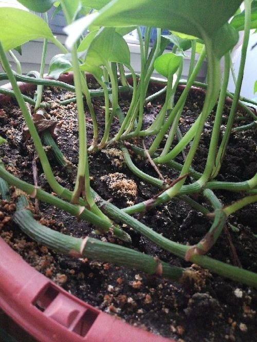 土壤的干湿， 决定浇水量