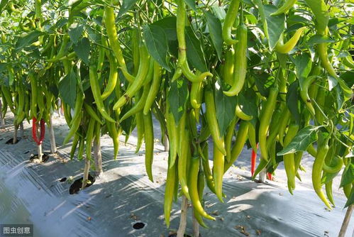 腋唇兰种植方法？如何栽培使其茁壮成长
