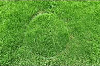 草坪品种大观园