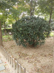 园林土壤的特点