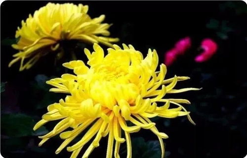 爆菊花要注意什么？这些禁忌千万别犯