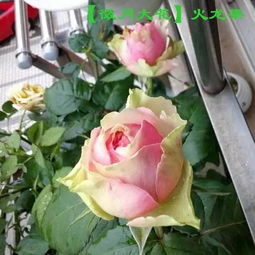 耐热耐晒， 红双喜月季的强大之处