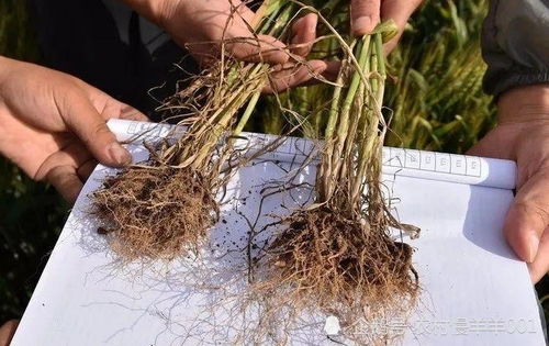 韭菜用丙环唑烧根，小心这些误区产量暴跌！