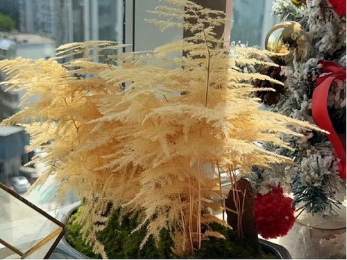 文竹花，寓意生命与希望