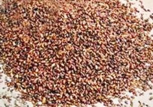 车前子种植揭秘：一斤种子嫩覆盖多少土地？