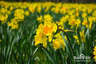 “千瓣葵病虫害防治攻略，养出爆款花卉秘诀！”