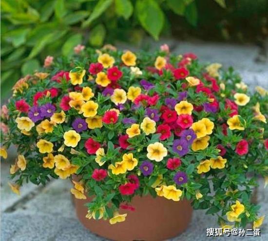 高温时期，百万小铃如何应对僵苗？