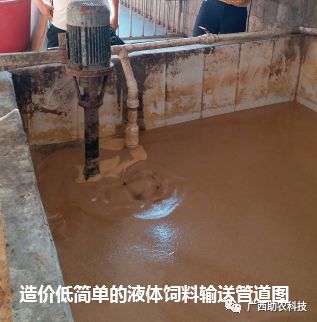 如何通过发酵饲料养猪实现猪舍无臭、粪便成型、皮毛发亮？