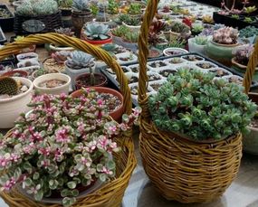多肉花篮制作，将多肉植物巧妙组合于篮中