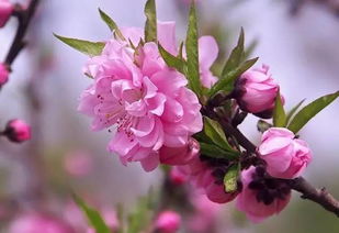 南阳城区赏蔷薇花攻略：蔷薇花开， 浪漫满城