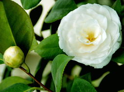 三、形态各异的苗木