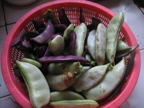 扁豆：豆香四溢，营养满分