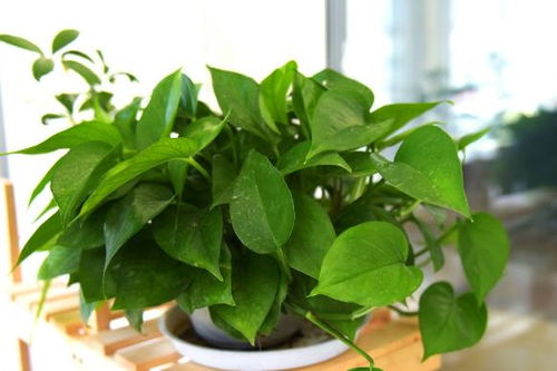 想让植物长得旺盛，土壤肥沃吗