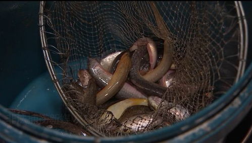 绍兴市查获一批非法捕捞的河豚鱼，引发食品安全担忧