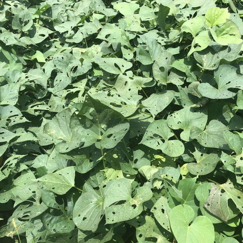 小香薯农药成分真的有吗？