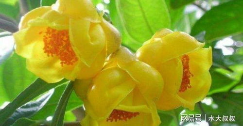 金花茶属于哪一类植物？它有哪些独特的药用价值