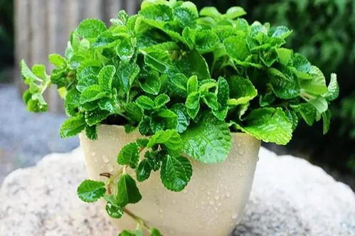 北向角落养植物， 这些选择让你省心又省钱