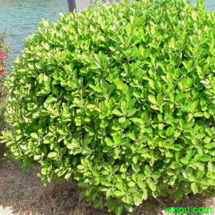 黄杨属植物的多样性与分类