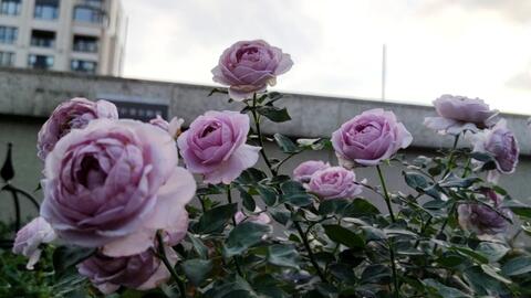 月季修剪大揭秘：2025开春必备技巧！