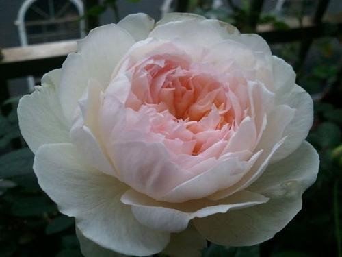 朵朵命中这款杏色系月季，有木有推荐的10种类似品种呢？